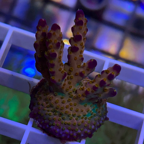 Mini Colony Merlin Staff - F1