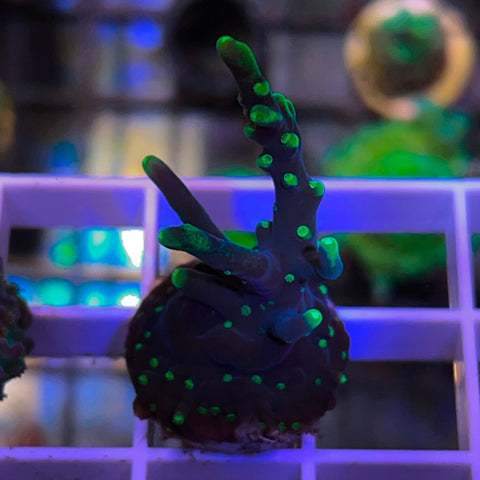 Tyree Dragon Tails -F1