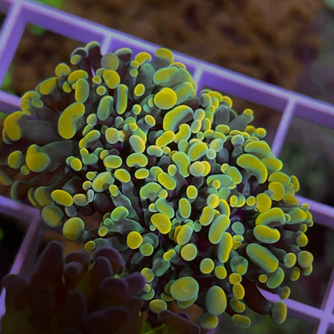 2 head Yellow Hammer -F1