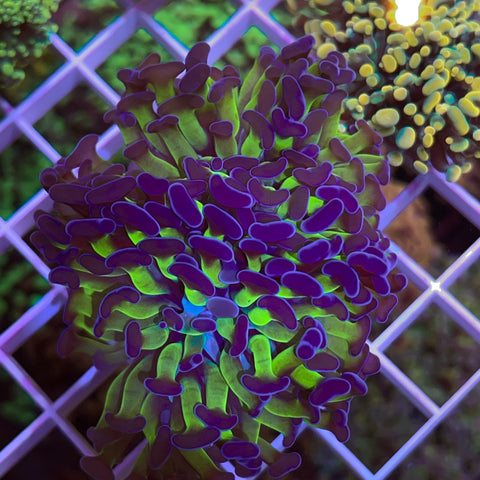 2 Head Green and Purple Classic Hammer -F1