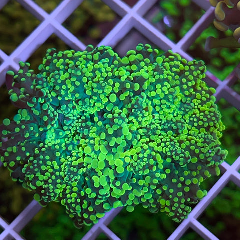 OctoSpawn yaeyamaensis -F1