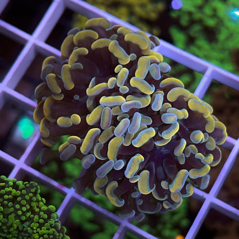 2 head 24k Hammer -F1