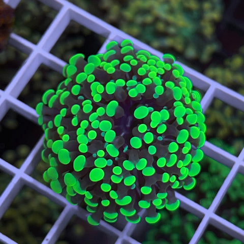 Frogspawn -F1