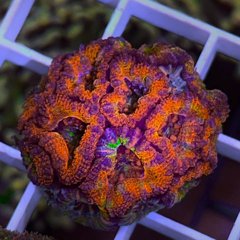 Rainbow Acans - F1