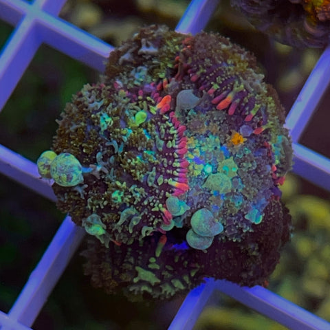 Pile of Bounce Mushrooms! - F1