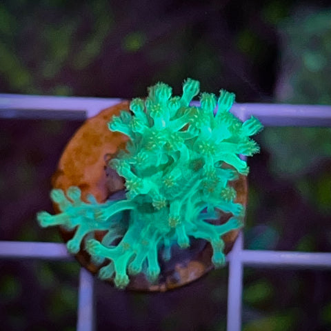 Ultra Rare Softie (Stunning) Great Beginner Coral - F1