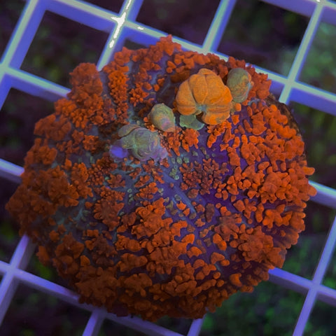 Raunchy Red Bounce Mushroom -F2