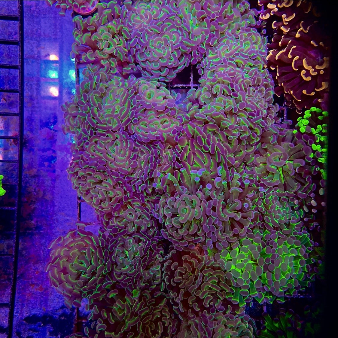 Princess Hammer ACI Royal Collection coral at Lazy's Coral House