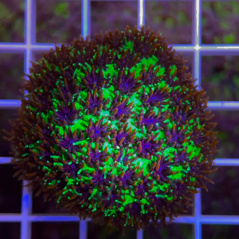 XLG Sonic the Hedge Hog -F1