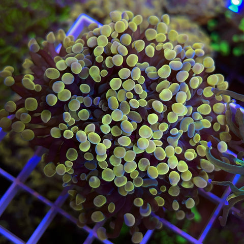 3 head Peach Frogspawn  -F1