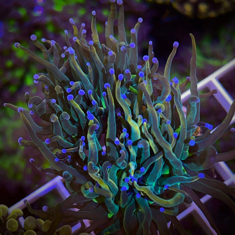 2 head OG TCK Master Torch  -F1