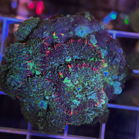 XLG Pile of Bounce Mushrooms! - F2