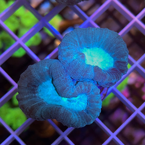 Giant Head Blue Trumpet Coral -F1