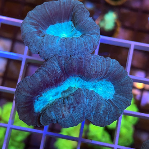Giant Head Blue Trumpet Coral -F2