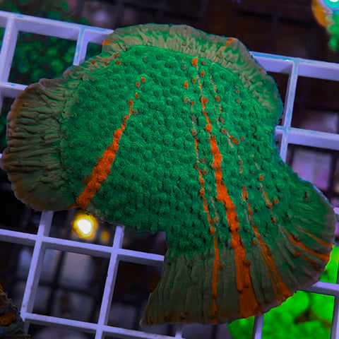 JF Grafted Monti -F3