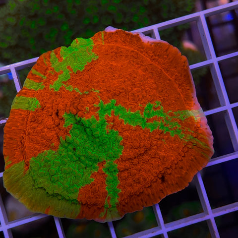 WWC Grafted Monti -F1