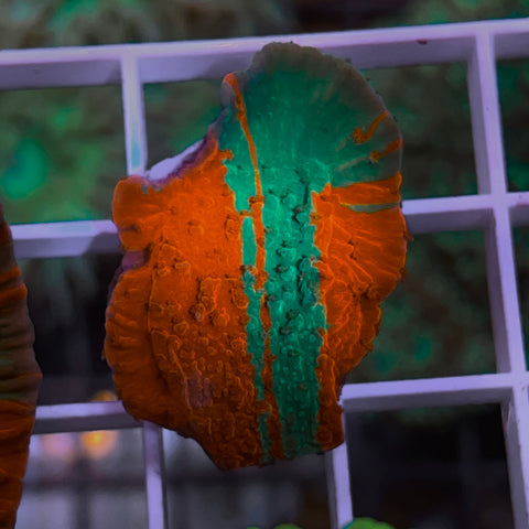 JF Grafted Monti -F3