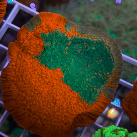 JF Grafted Monti -F1