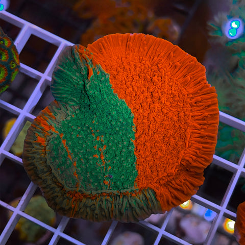 JF Grafted Monti -F2