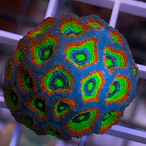 F2M Holygrail Micromussa - F2