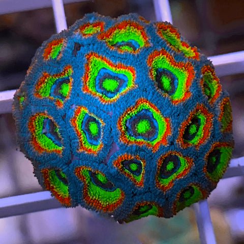 F2M Holygrail Micromussa - F1