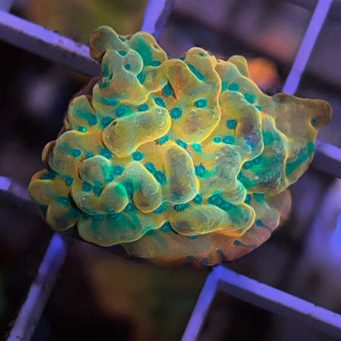 JG Beach Bum Monti - F1