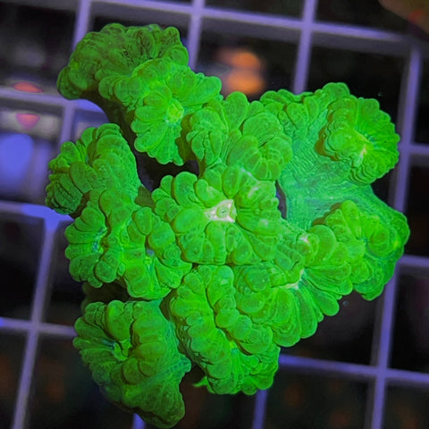 Kryptonite Trumpet Colony -F1