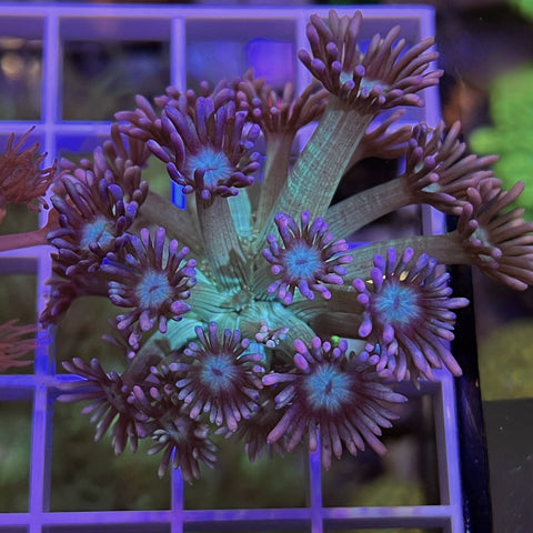 LCH Bubblemint Gonipora - G1