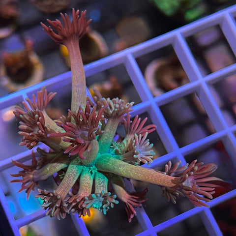 Incredible! SBB Treasure Chest Goni - G1