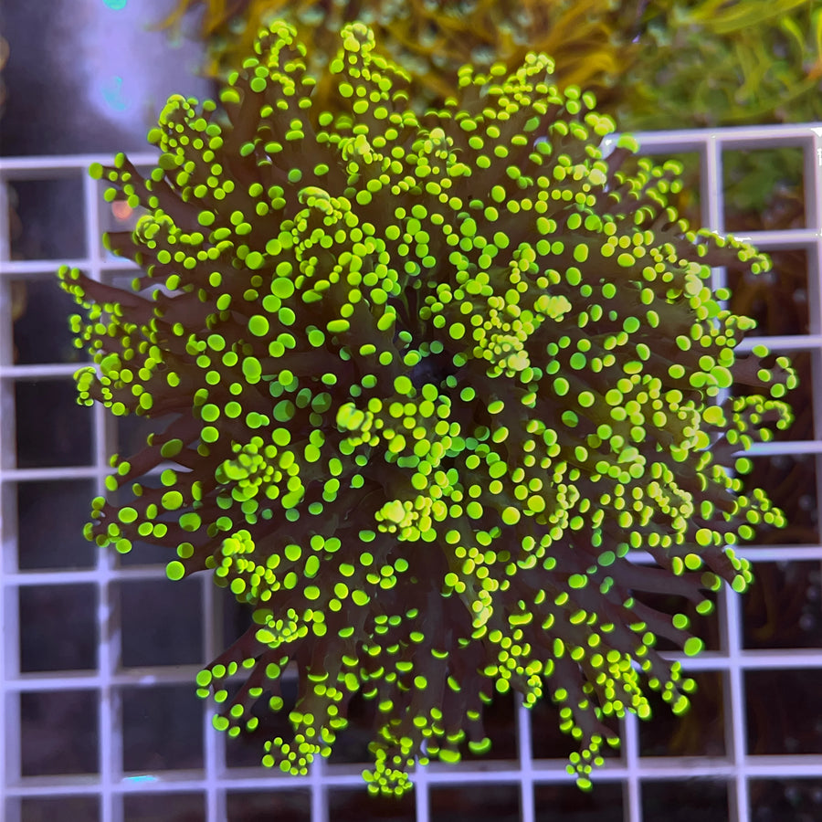 LCH Yellow Mamba Yaeyaemensis coral at Lazy's Coral House