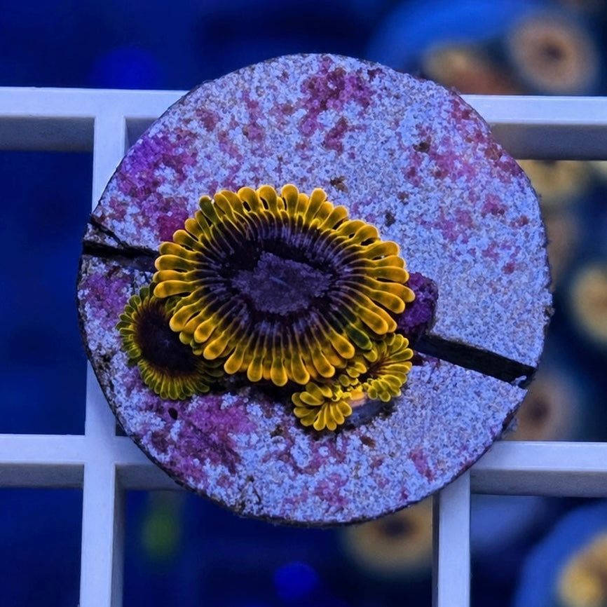 Acid Reflux Zoas coral at Lazy's Coral House