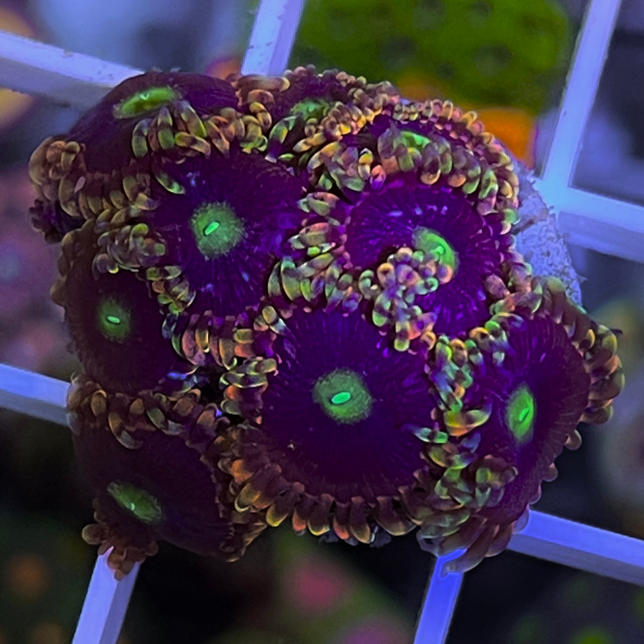 All Coral – Lazy's Coral House