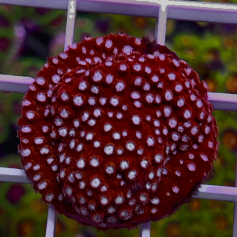 Peppermint Cyphestrea - G1