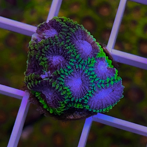 Space Monkeys Favia - G2