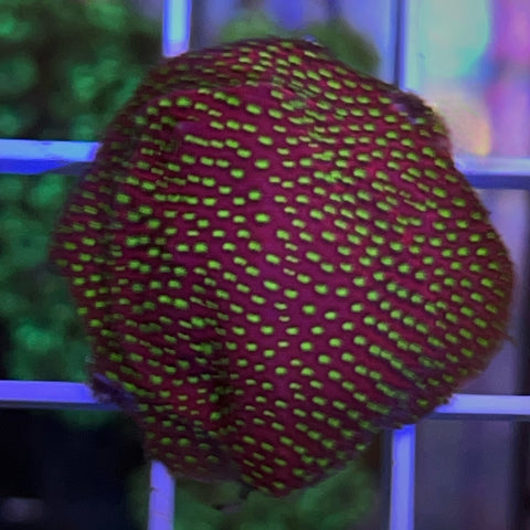 WWC Electric Daisy Stylocoeniella - G2