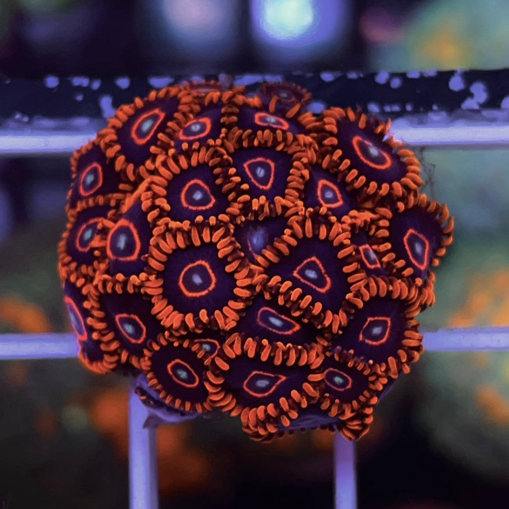 Red Hornet Zoanthids -a