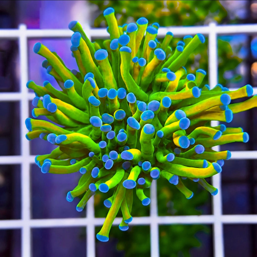 Bkchem Grinch Torch coral at Lazy's Coral House