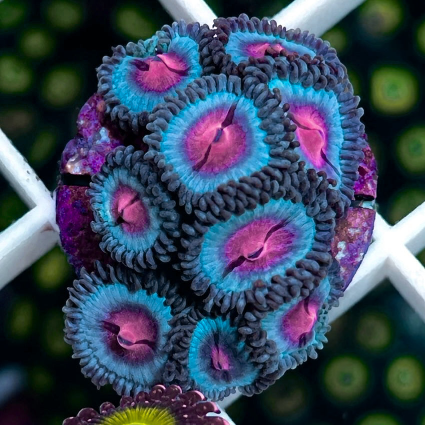 Blue Kiss / Miami Vice Zoas coral at Lazy's Coral House