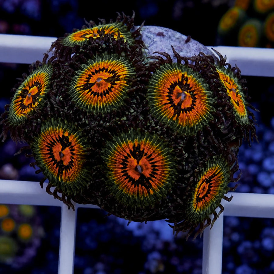 Bow Tie Blasters Zoas coral at Lazy's Coral House