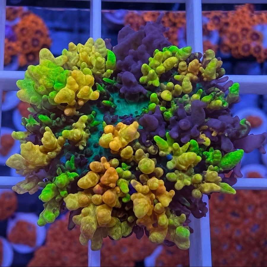 CC Magic Carpet Mushroom coral at Lazy's Coral House
