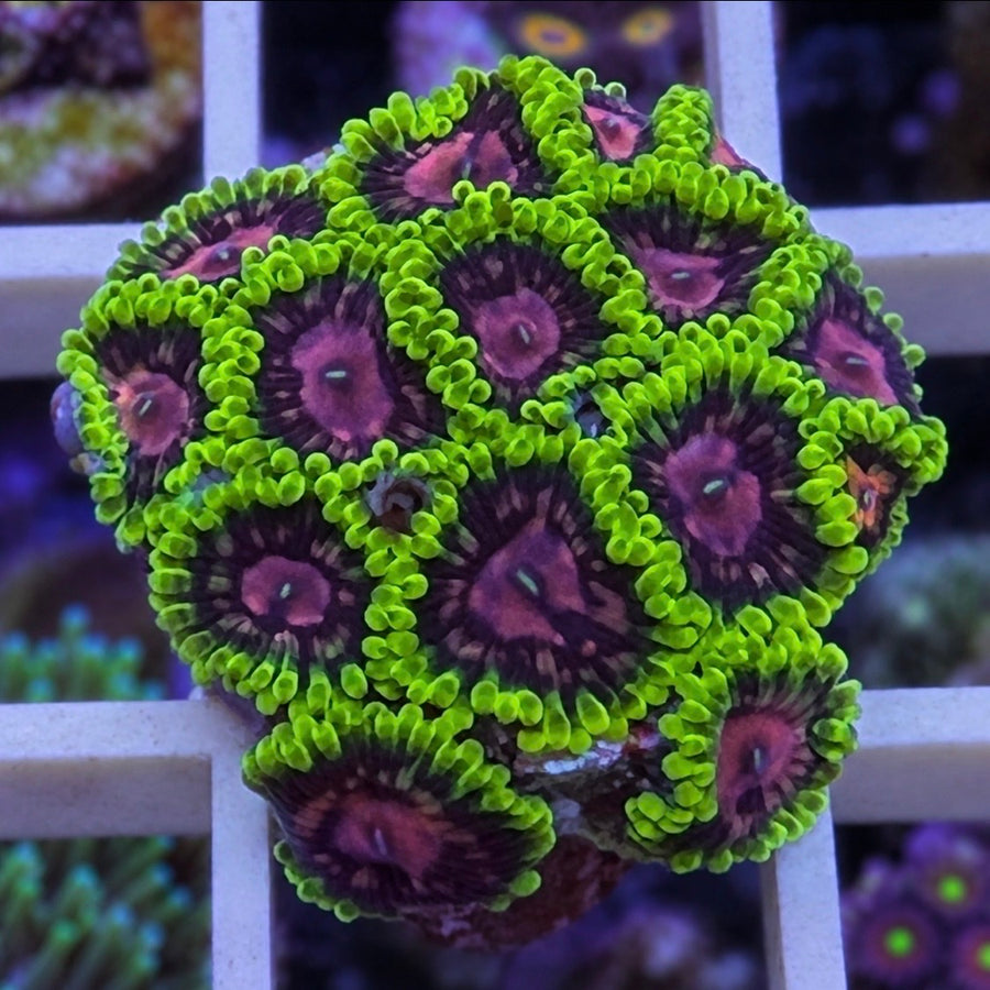 CC Scarlet Fever Zoas coral at Lazy's Coral House