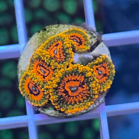 Grandmaster Krakatoa GMK - K1