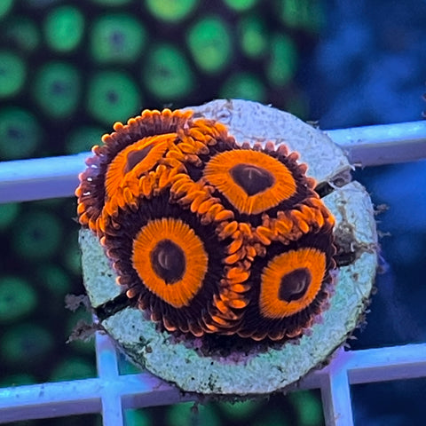 Orange Oxides (4 polyps)