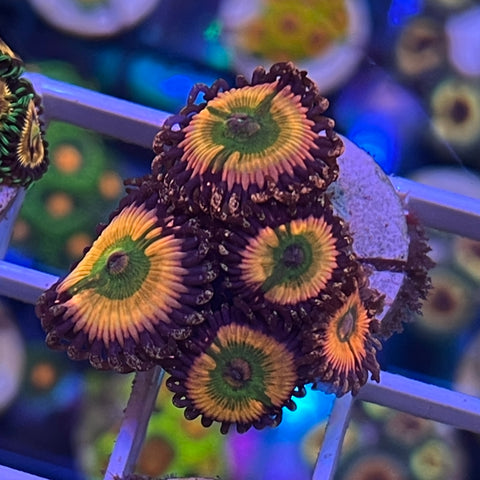 Orange Rainbows - K2