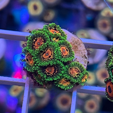 SBB Marvin the Martian -K3