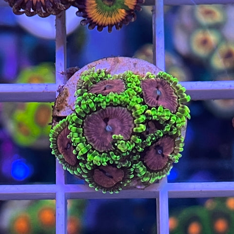 WWC Purple Monsters -K2