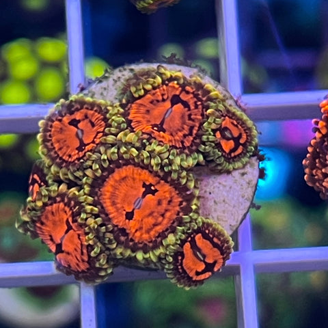 Reverse hallucinations-k1