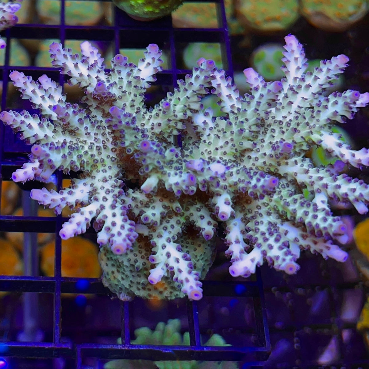 RR The Vinh Acropora (see description)