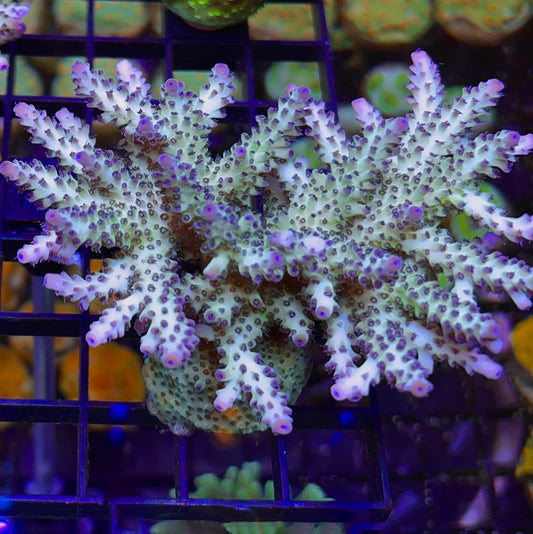 RR The Vinh Acropora (see description)