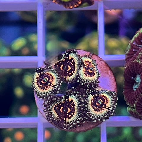 LCH Spectral Shockwave -K1